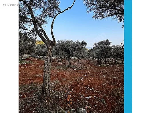 Milas Kalınağıl'da 11.600m Bakımlı Zeytinlik