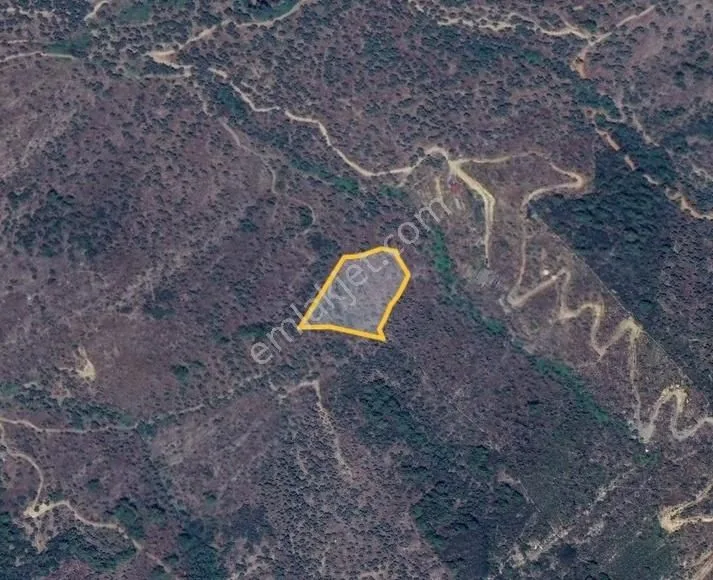 Kafaca'da 5150m Yatırımlık Ve Verimli Zeytinlik